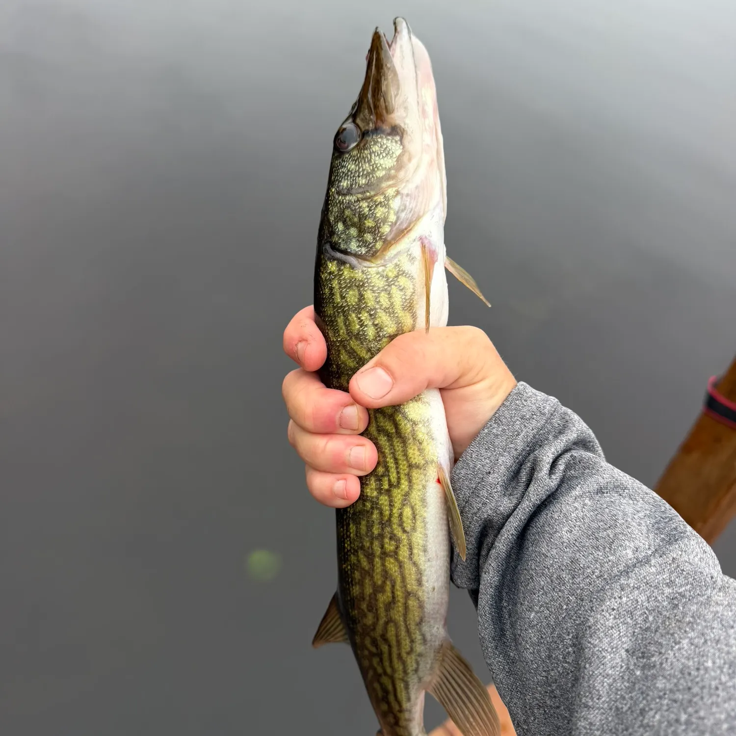 Chain pickerel caught on Fishbrain