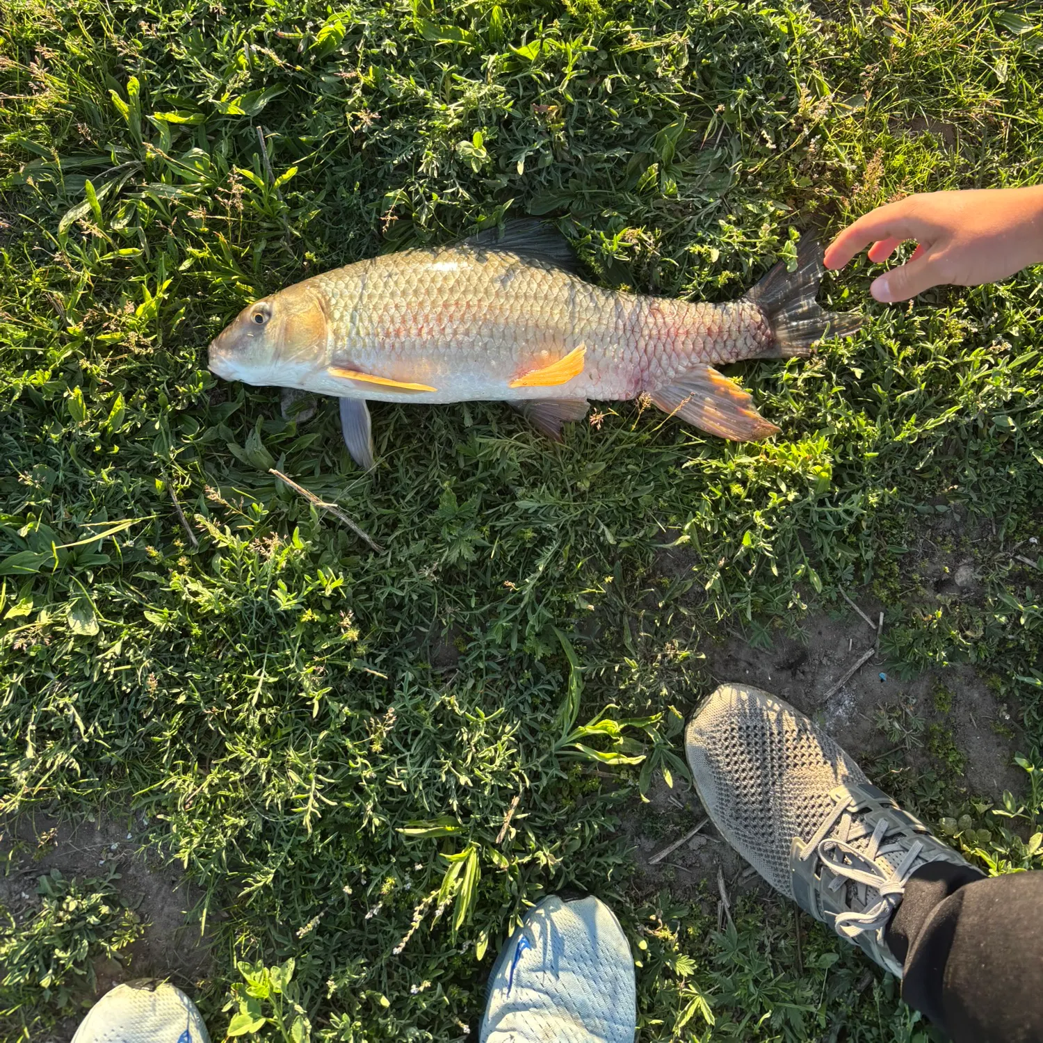 The most recent Silver redhorse catches on Fishbrain