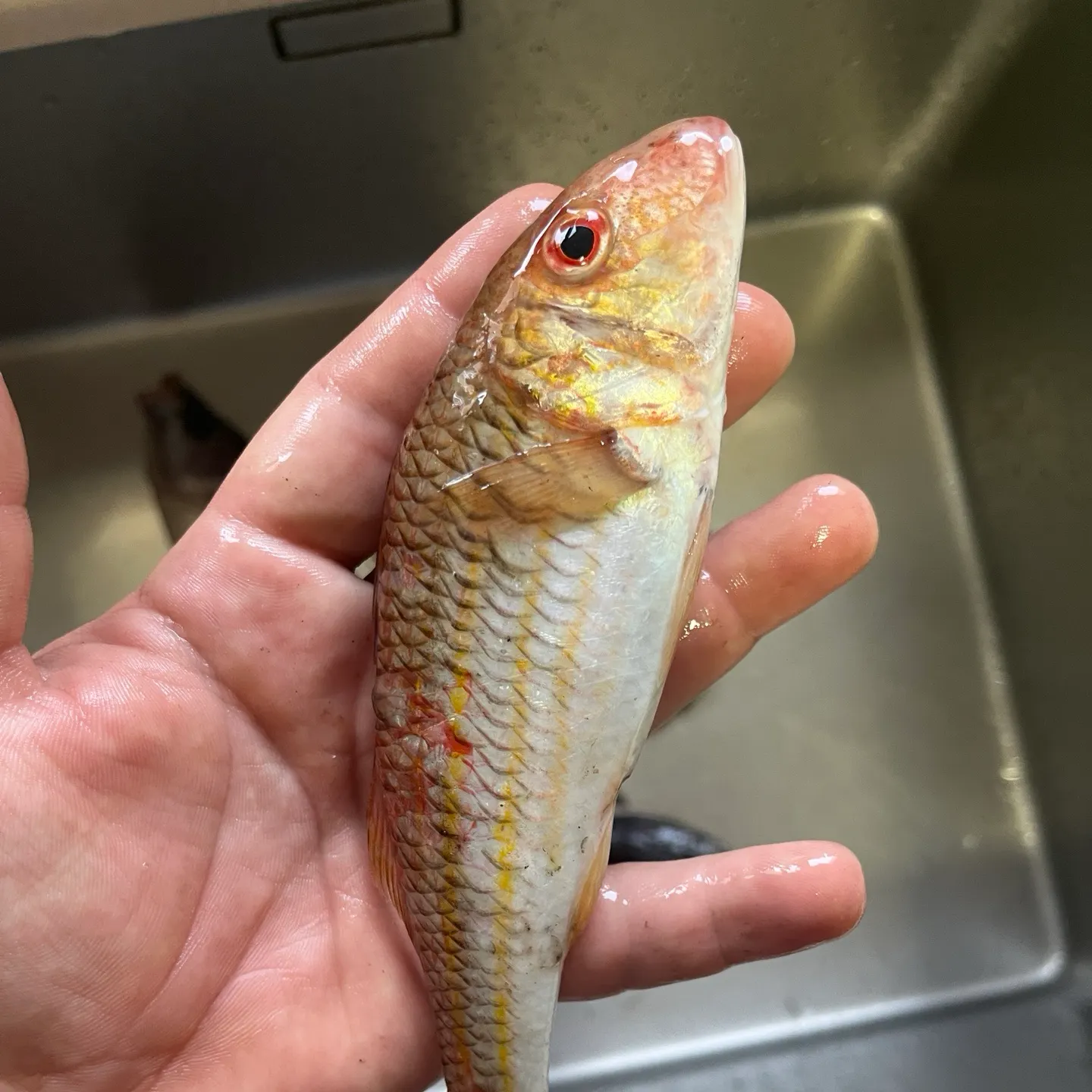The most recent Striped red mullet catches on Fishbrain