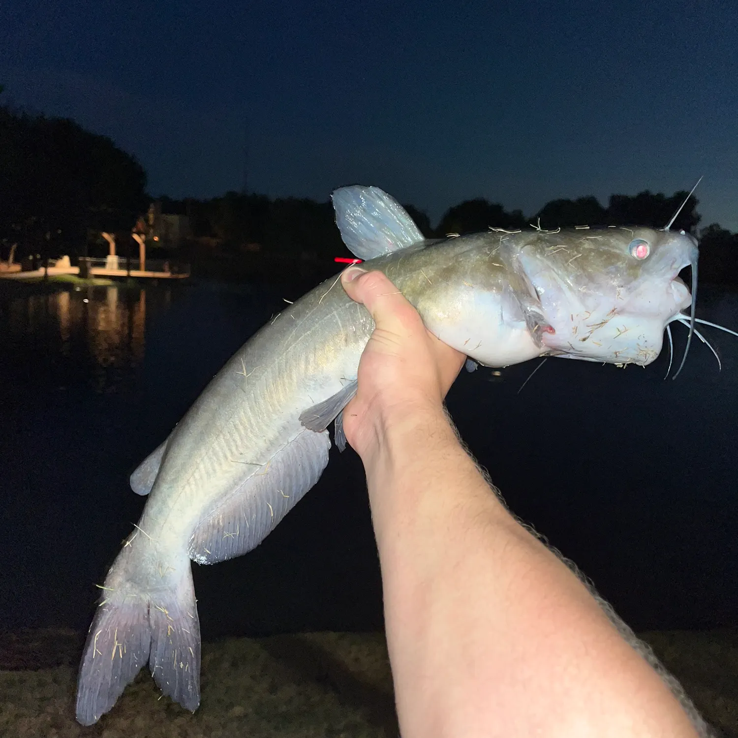 Channel catfish caught on Fishbrain