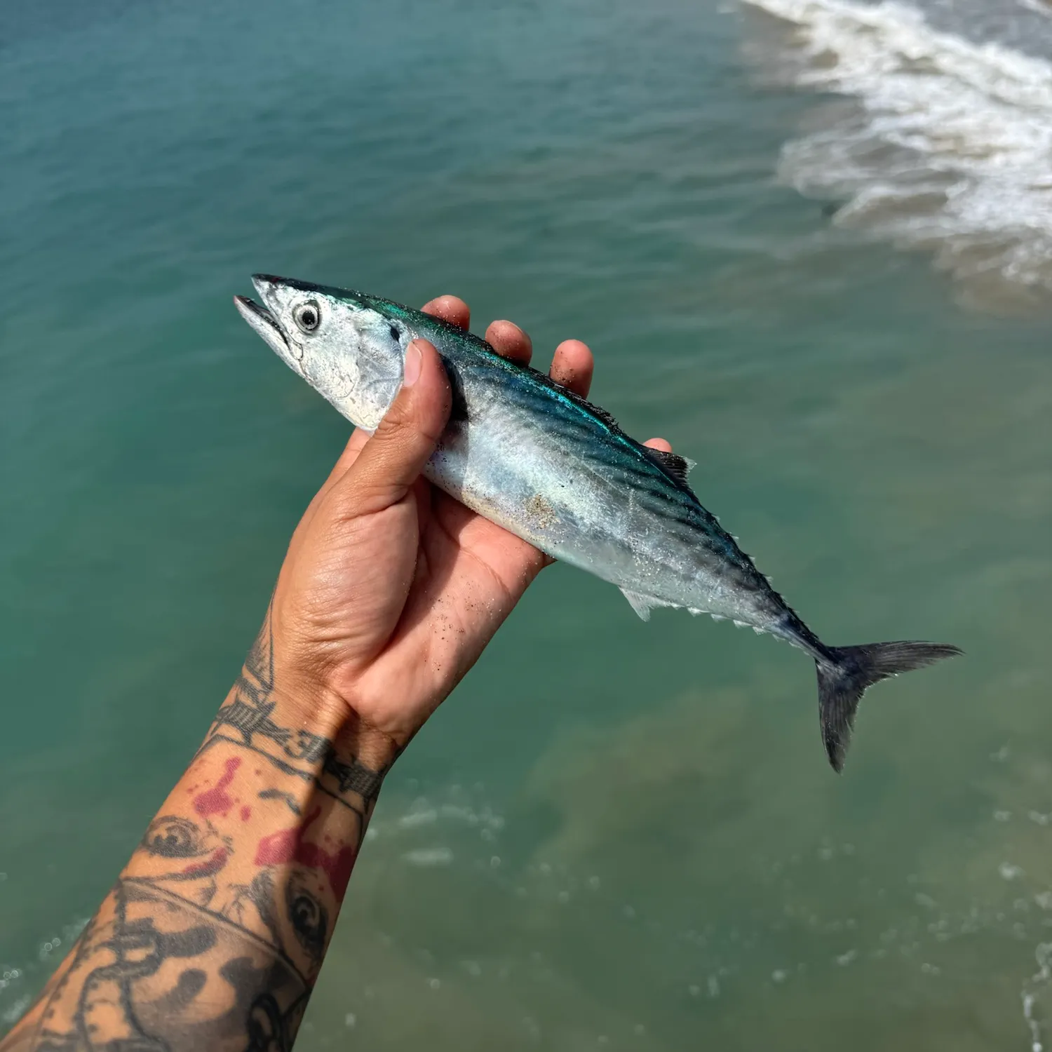 Pacific bonito caught on Fishbrain