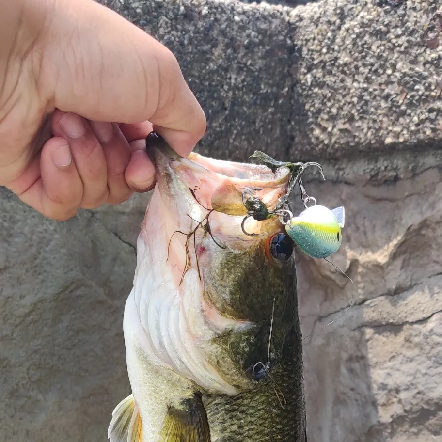 angler catch