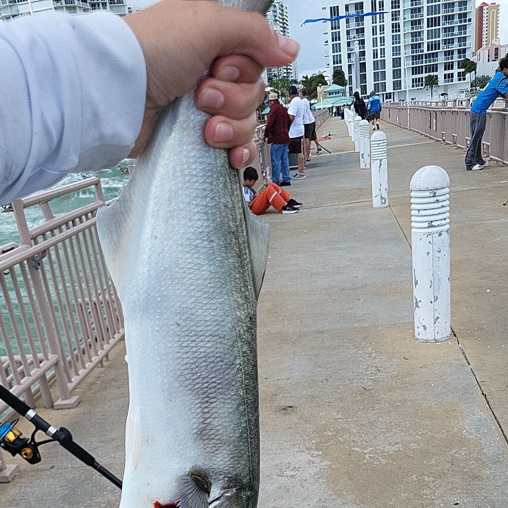 Bluefish caught on Fishbrain