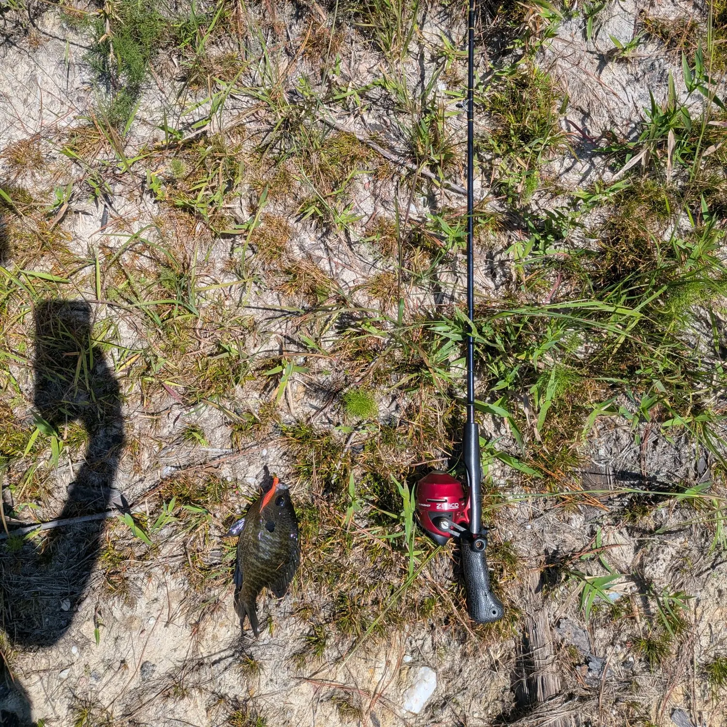 Bluegill caught on Fishbrain