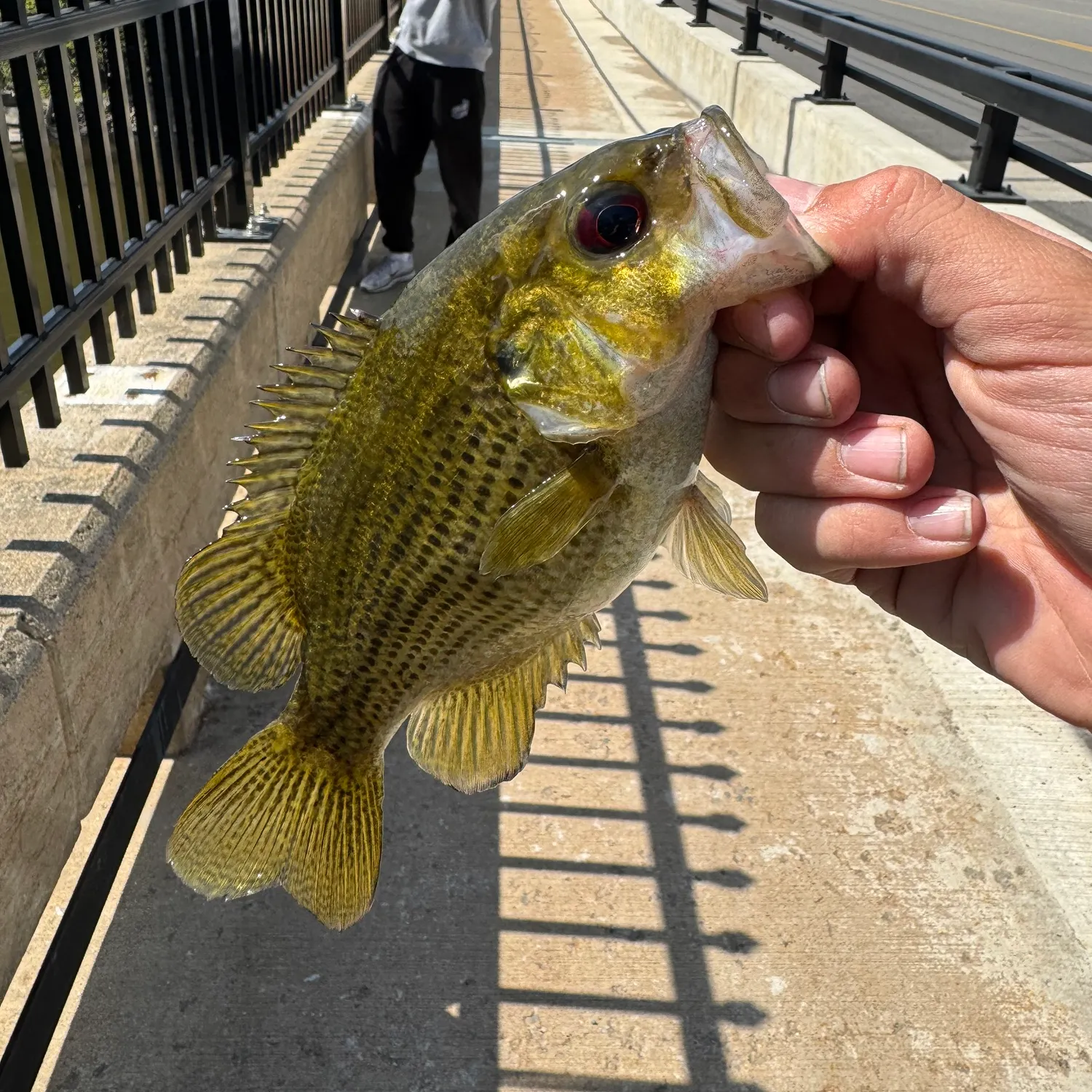 The most recent Rock bass catches on Fishbrain