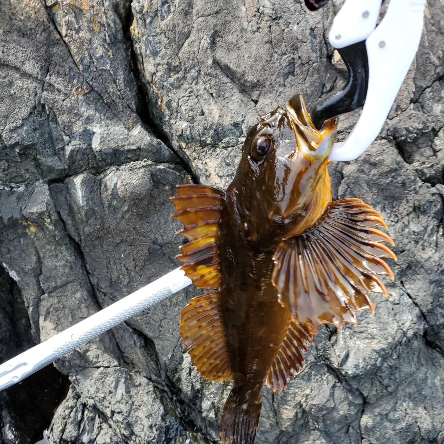 The most recent Cabezon catches on Fishbrain