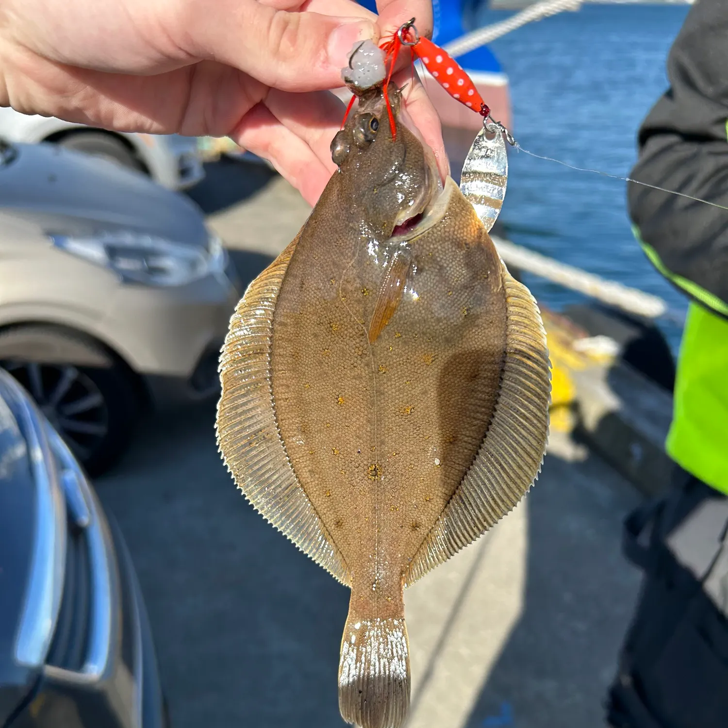 The most recent European flounder catches on Fishbrain
