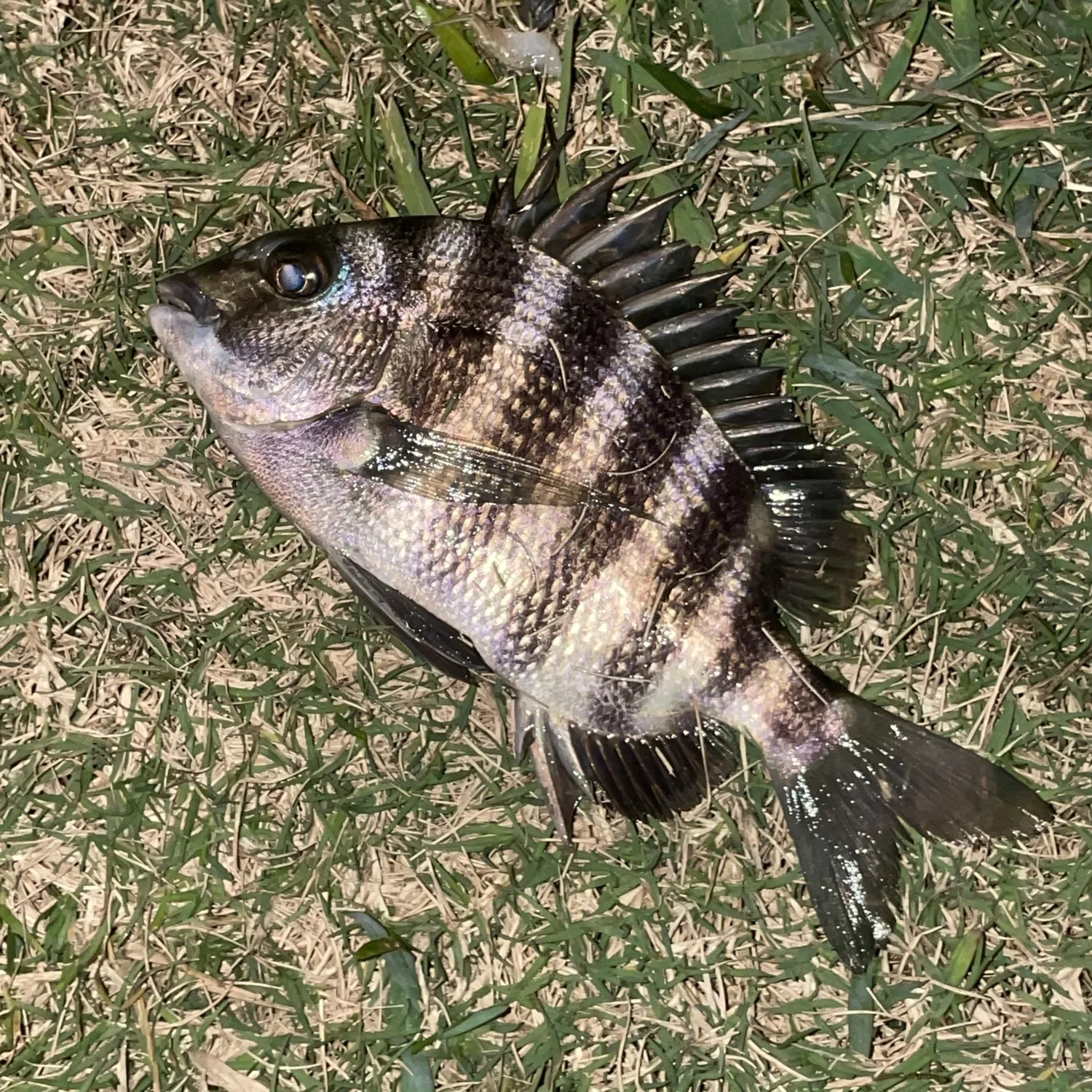 The most recent Sheepshead catches on Fishbrain