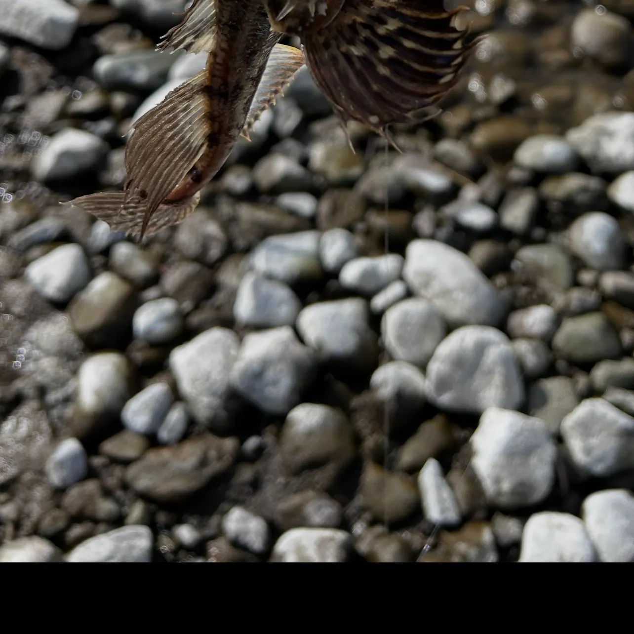 The most recent Atlantic sailfish catches on Fishbrain