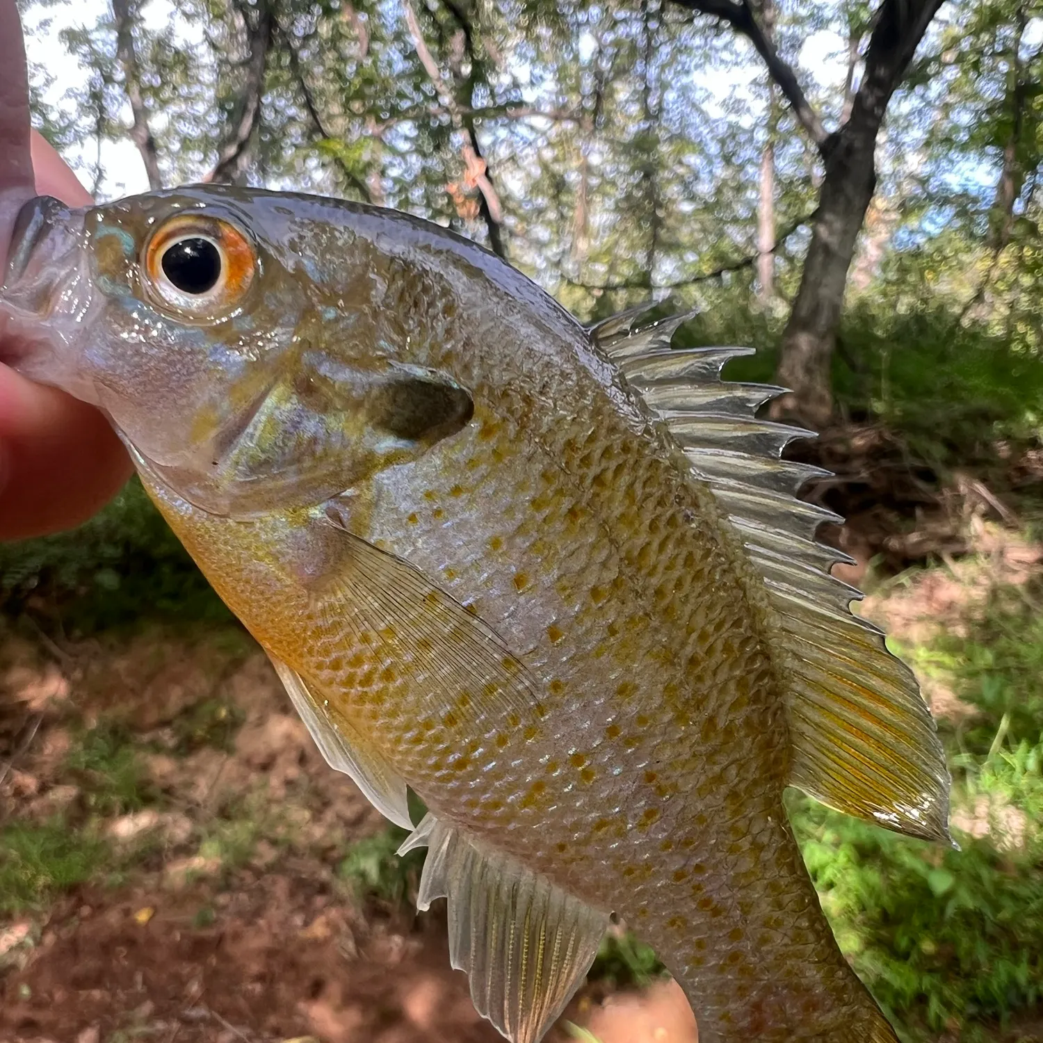 Redbreast sunfish caught on Fishbrain