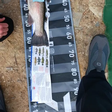 Rainbow trout caught on Fishbrain