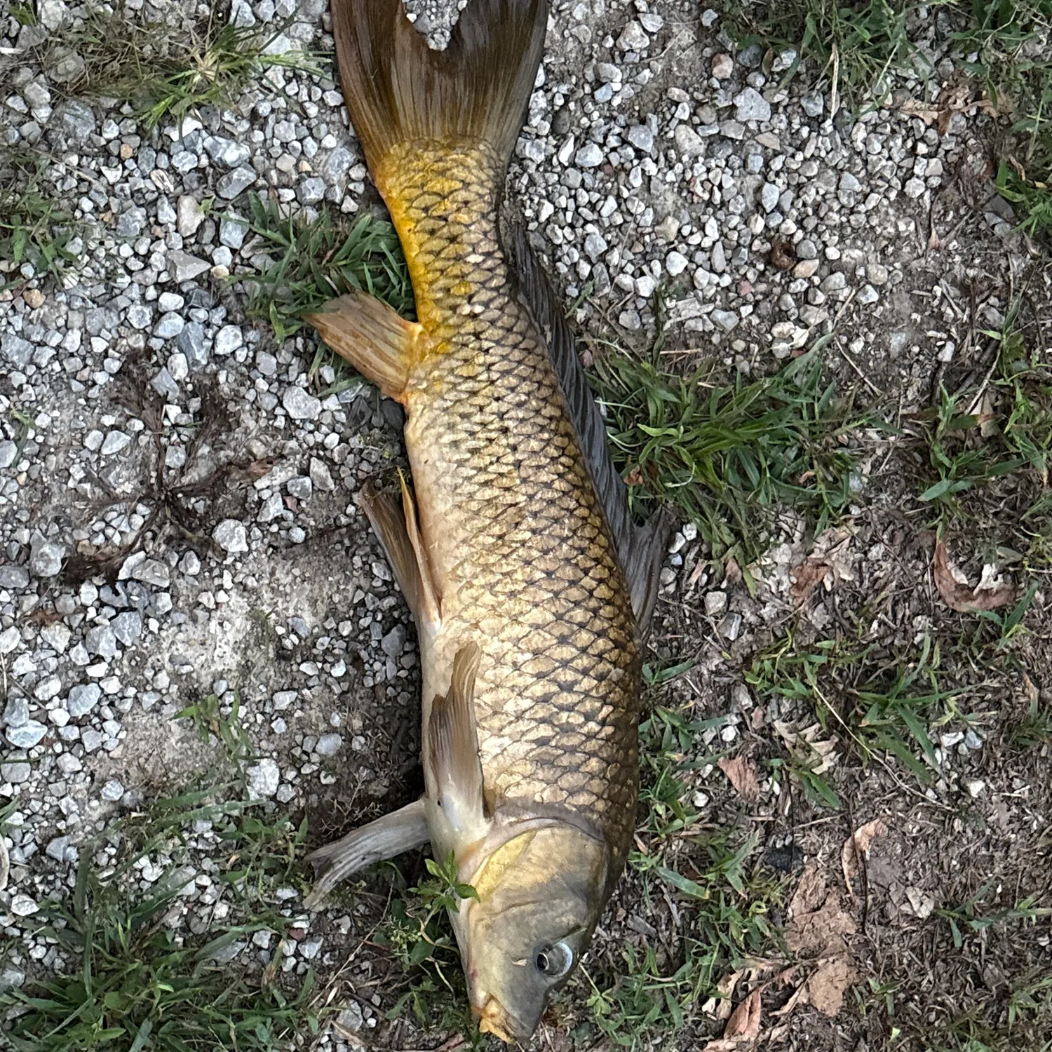 Common carp caught on Fishbrain