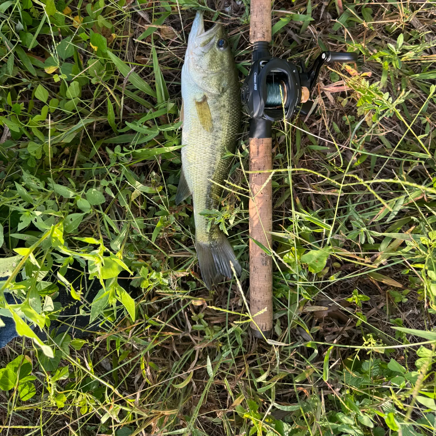 Largemouth bass caught on Fishbrain