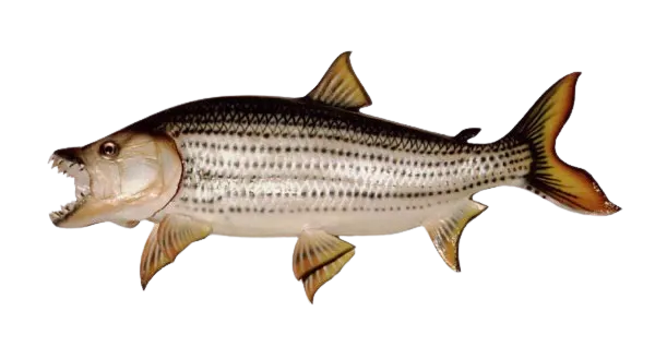 African tigerfish