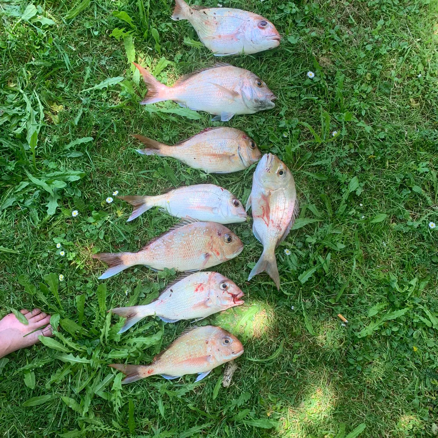 recently logged catches