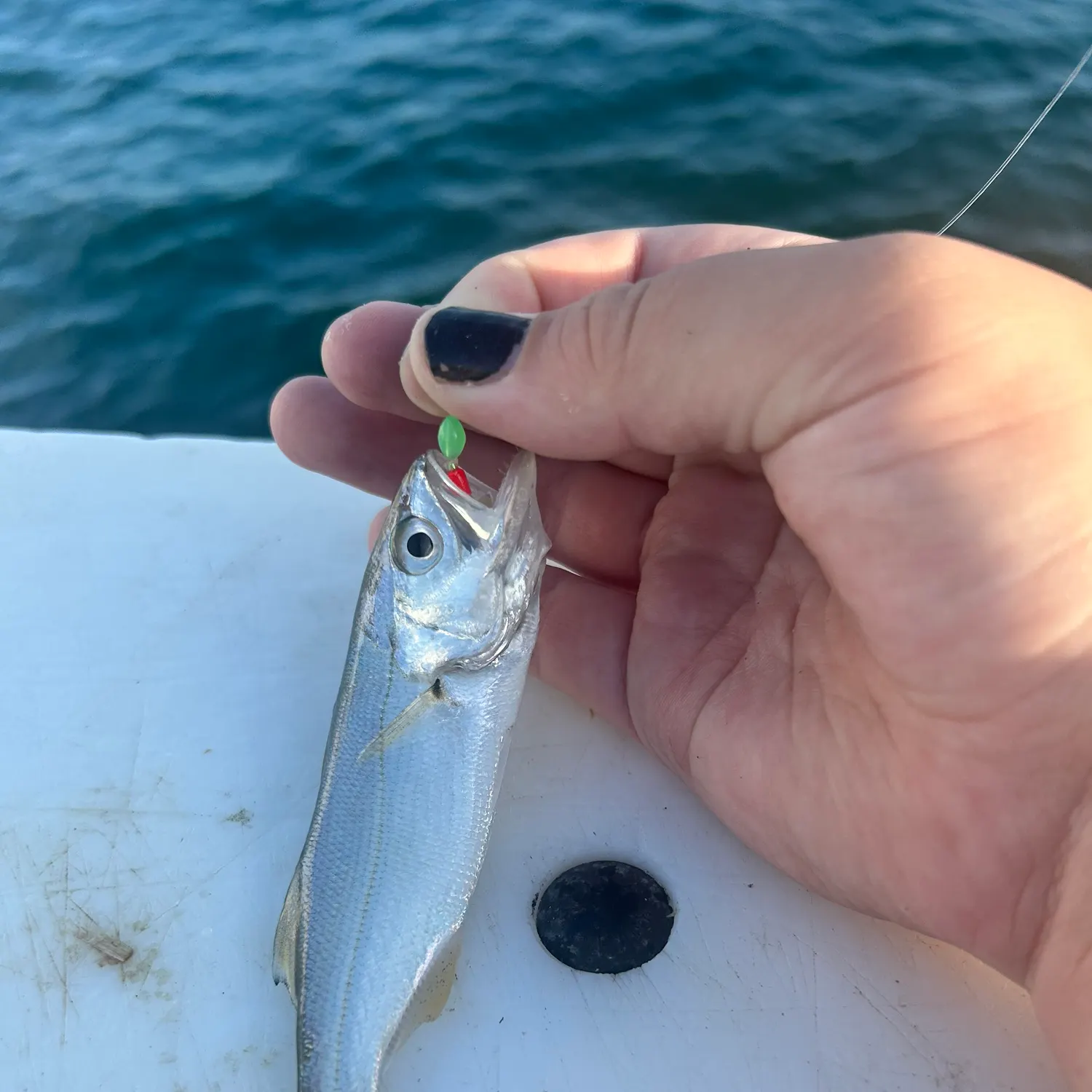 The most recent Queenfish catches on Fishbrain