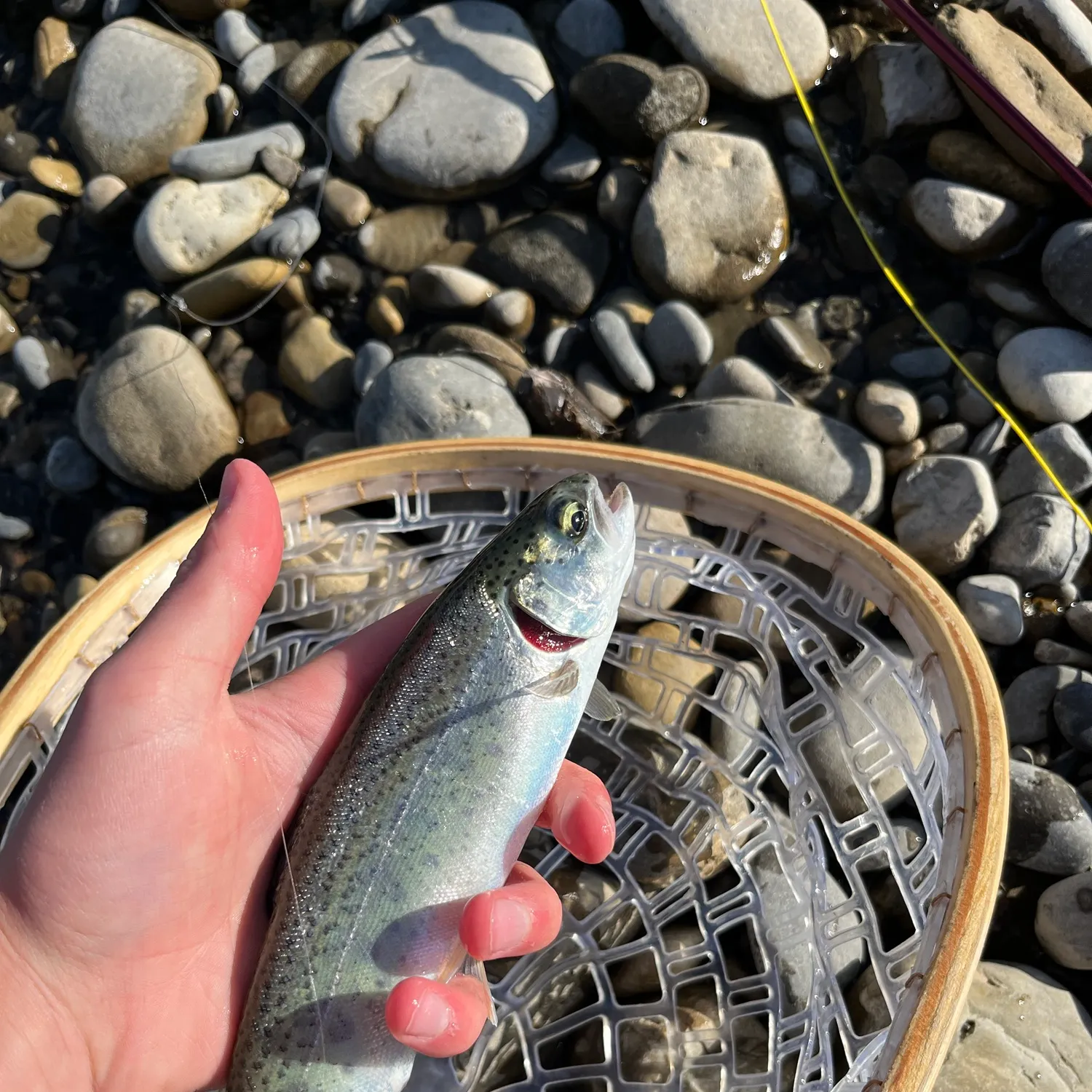 Rainbow trout caught on Fishbrain
