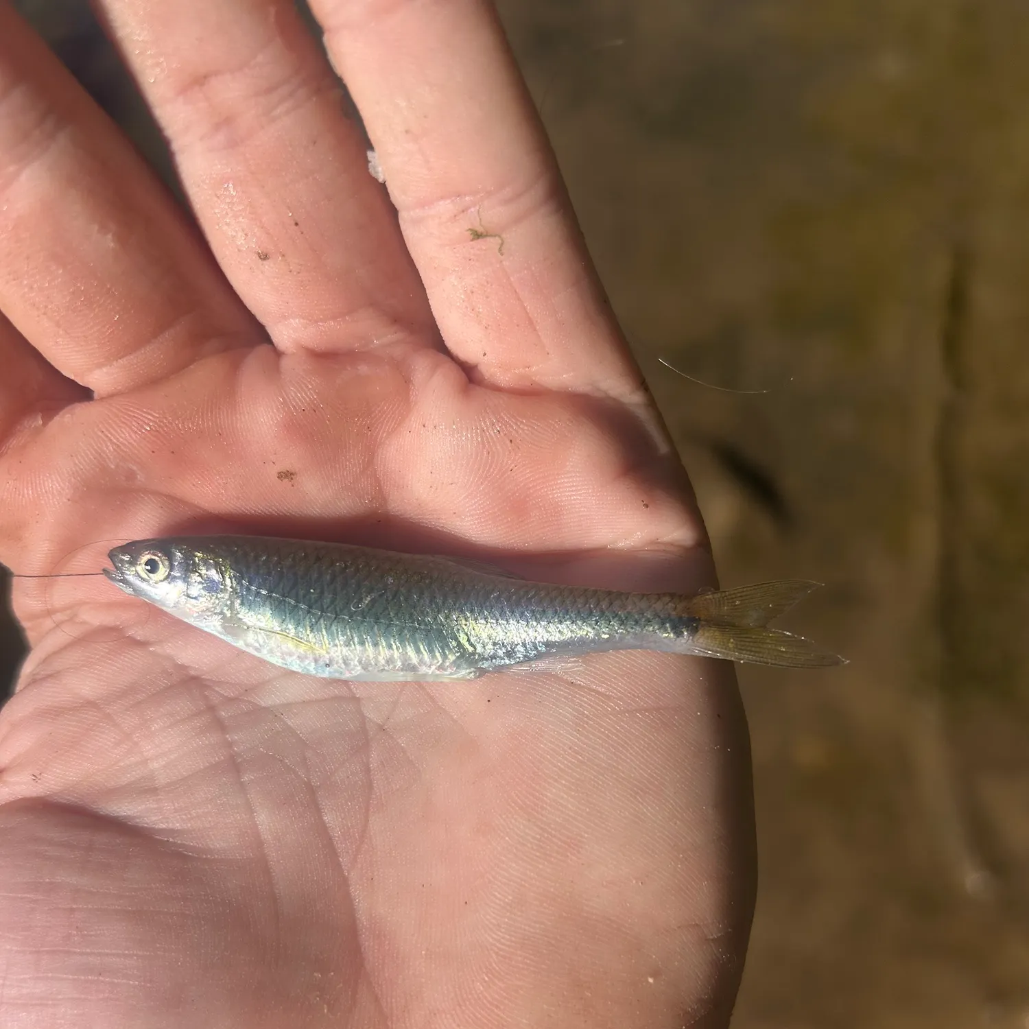 The most recent Spotfin shiner catches on Fishbrain
