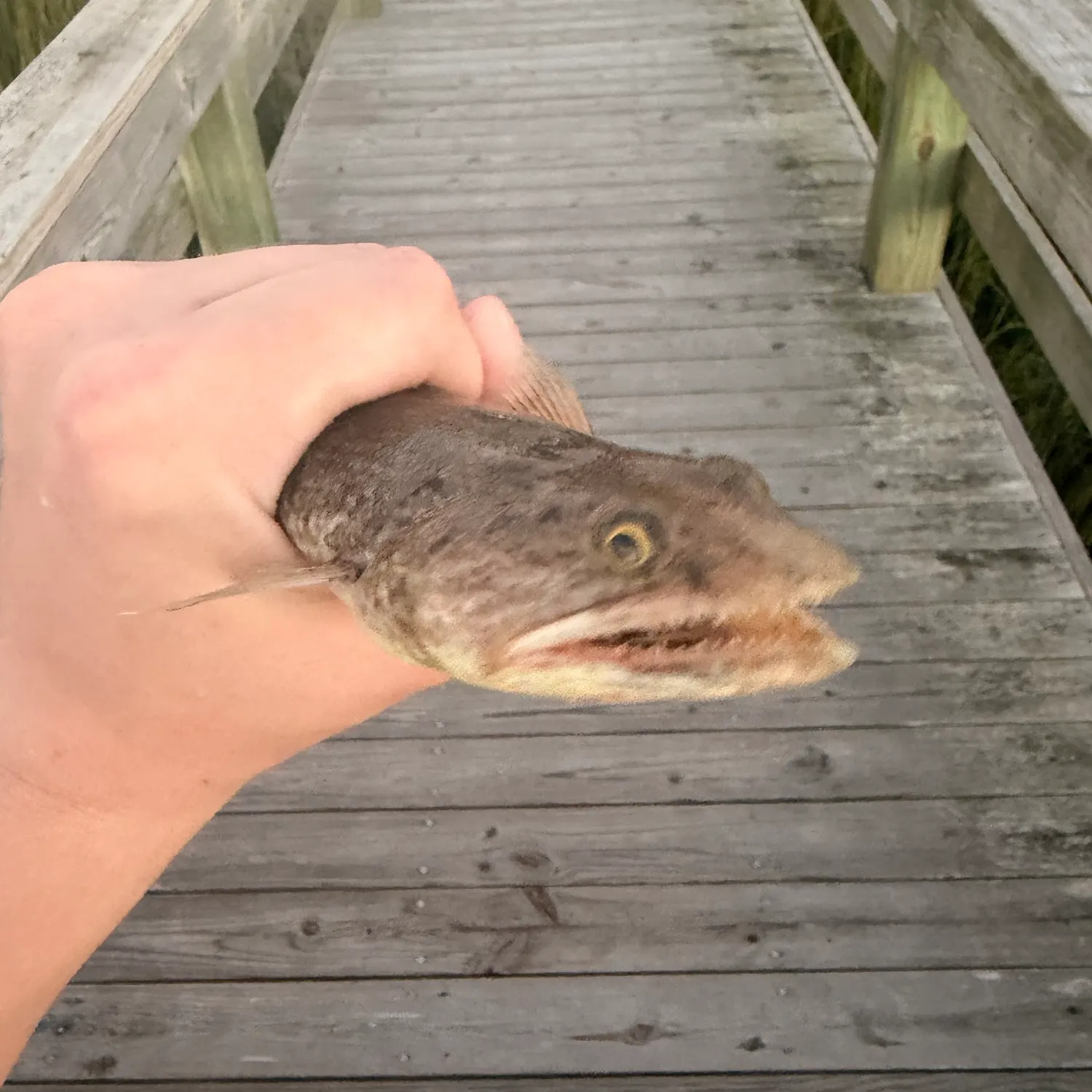 Inshore lizardfish caught on Fishbrain