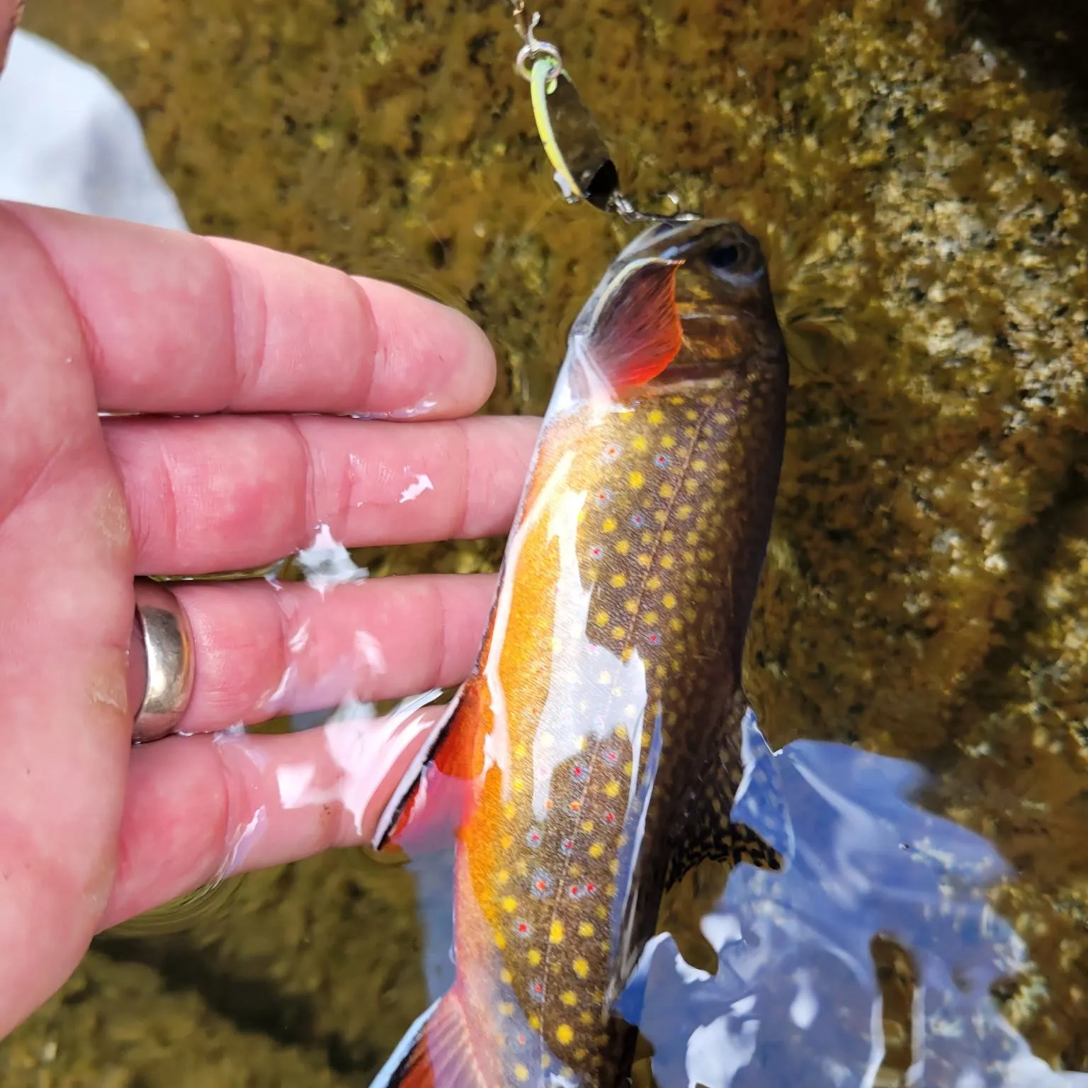 Brook trout caught on Fishbrain