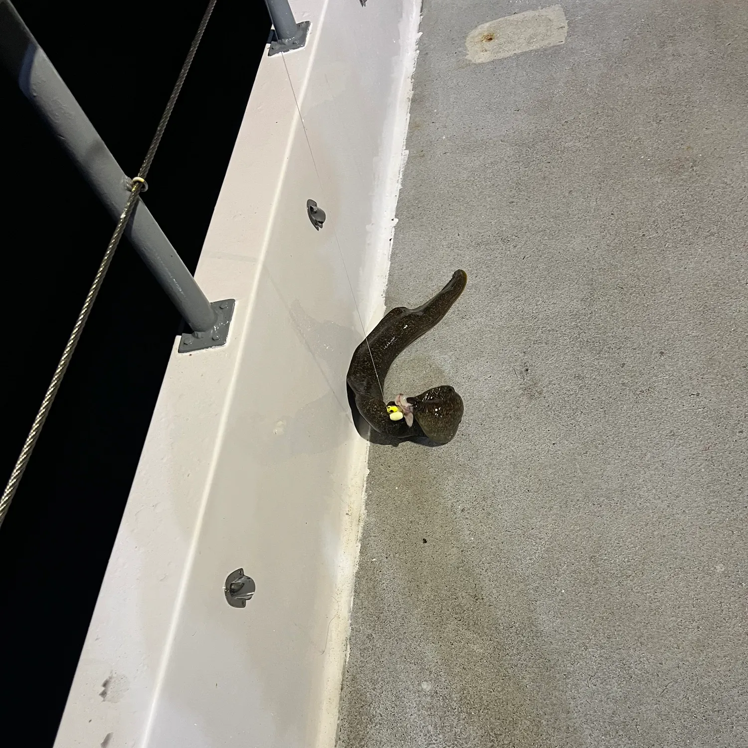 The most recent California moray catches on Fishbrain