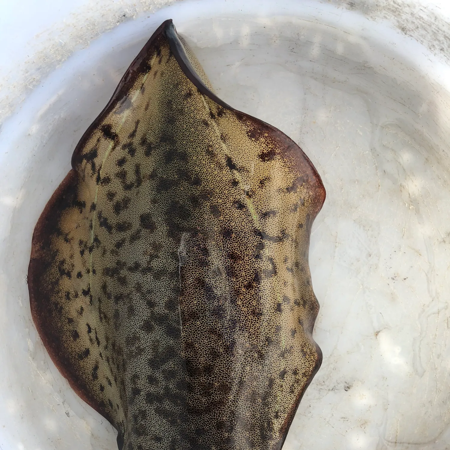 The most recent Southern calamari catches on Fishbrain