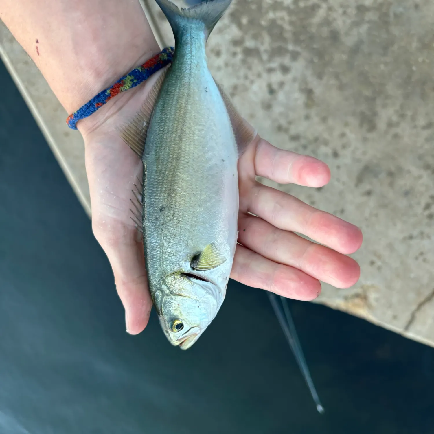Bluefish caught on Fishbrain