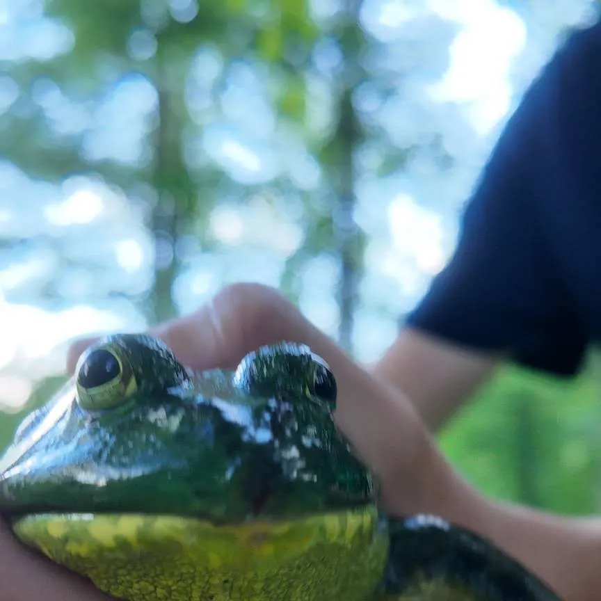 The most recent Northern leopard frog catches on Fishbrain