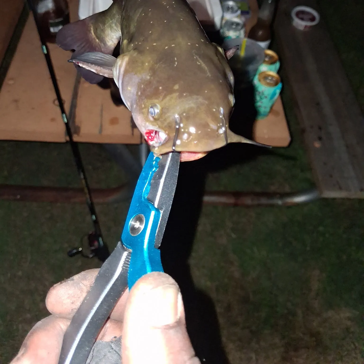 Yellow bullhead caught on Fishbrain