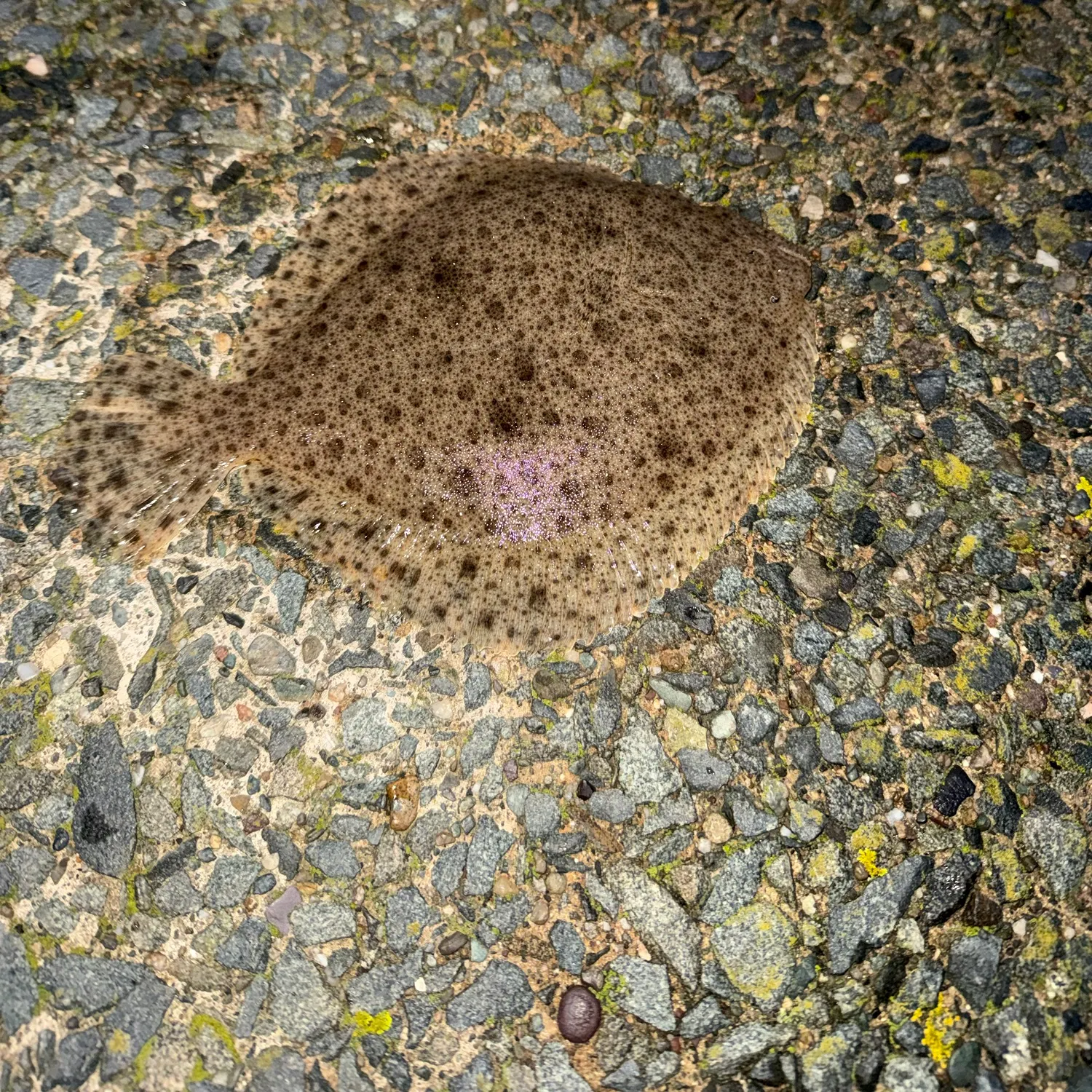 The most recent Brill catches on Fishbrain