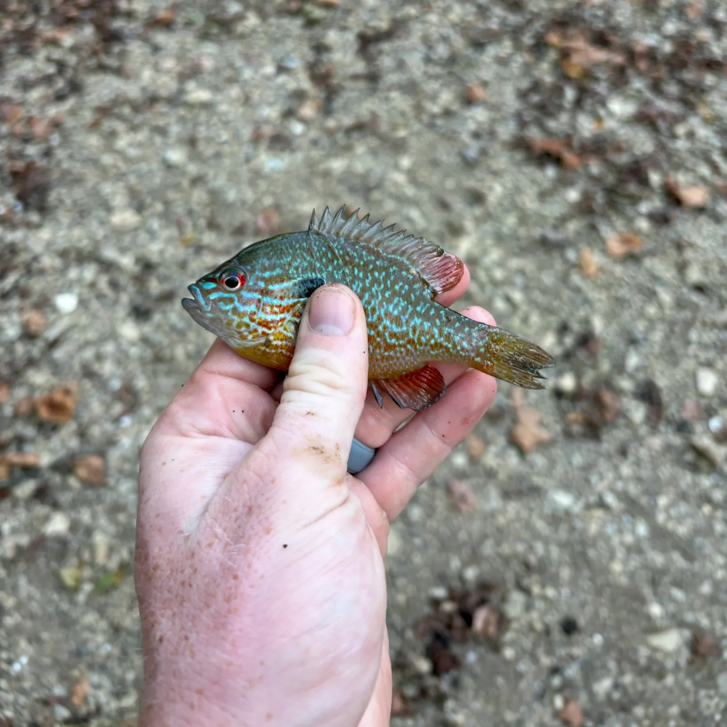Longear sunfish caught on Fishbrain