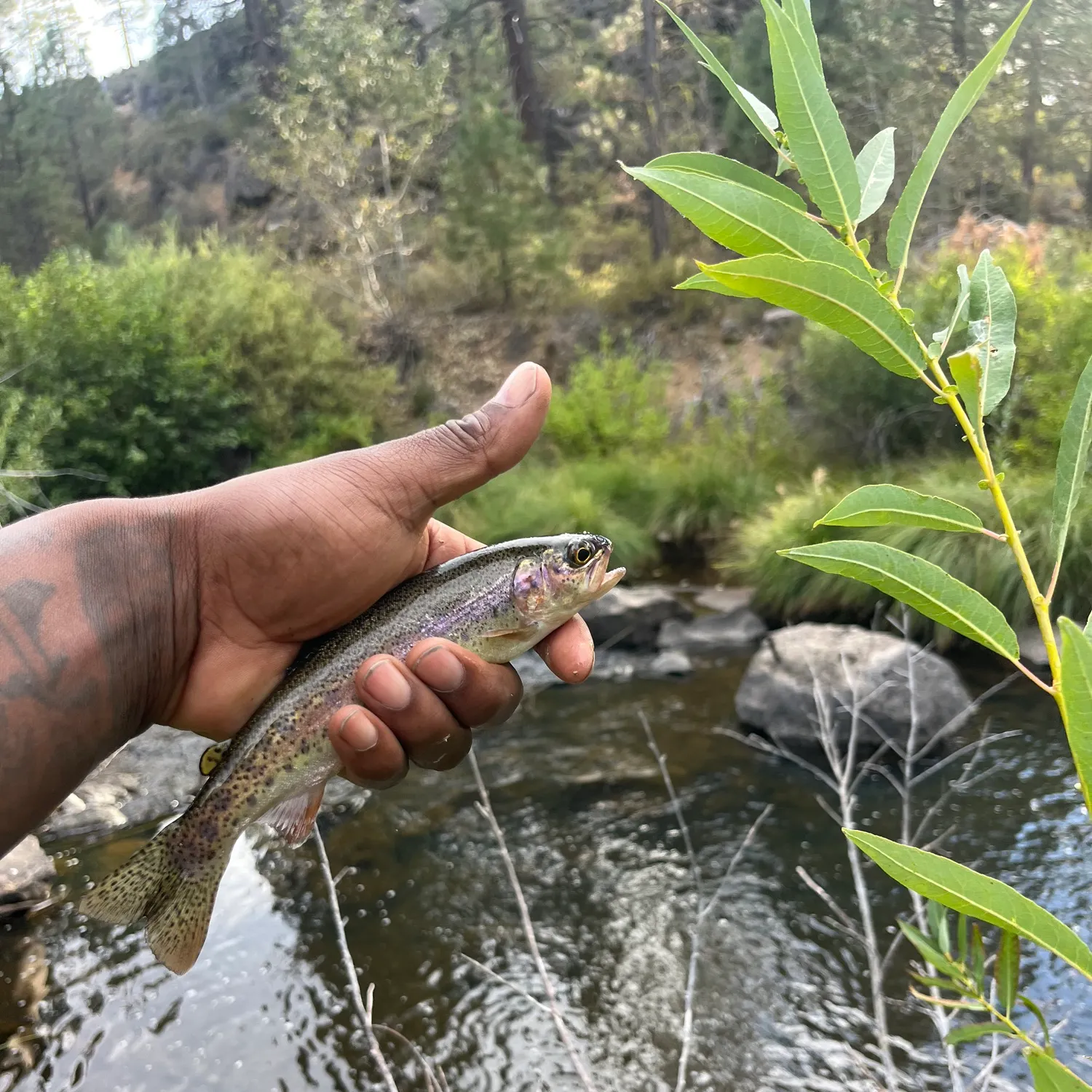Rainbow trout caught on Fishbrain