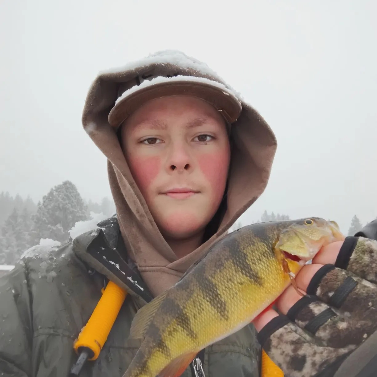 Yellow perch caught on Fishbrain