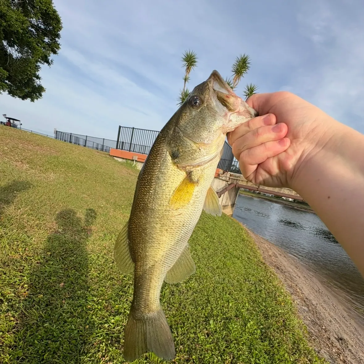 The most recent F1 bass catches on Fishbrain