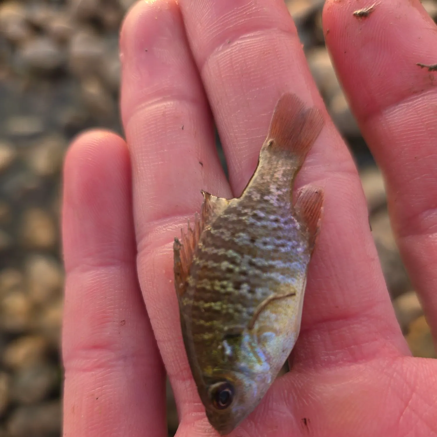 Bluegill caught on Fishbrain