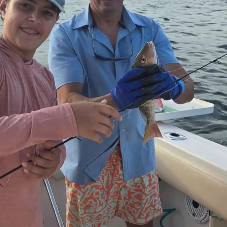 The most recent Mutton snapper catches on Fishbrain