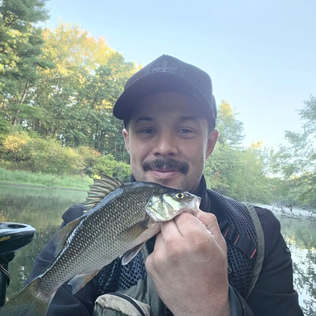 White perch caught on Fishbrain