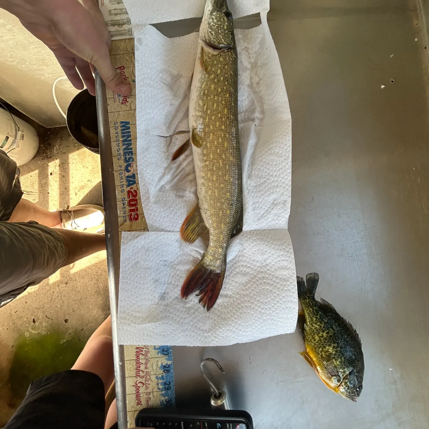 recently logged catches