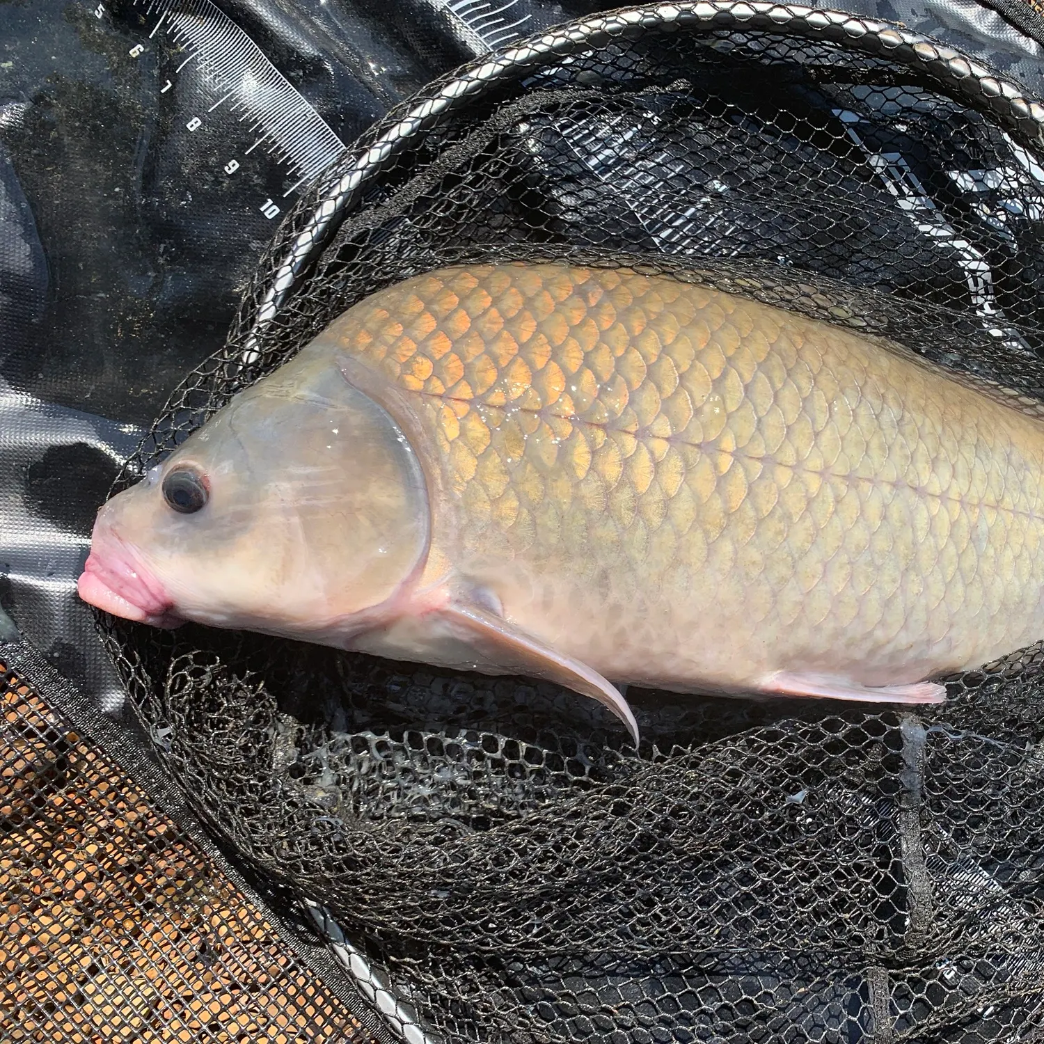 Smallmouth buffalo caught on Fishbrain