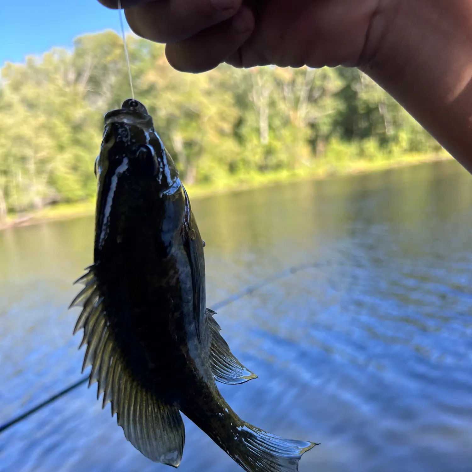 Bluegill caught on Fishbrain