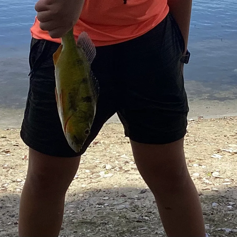 The most recent Butterfly peacock bass catches on Fishbrain