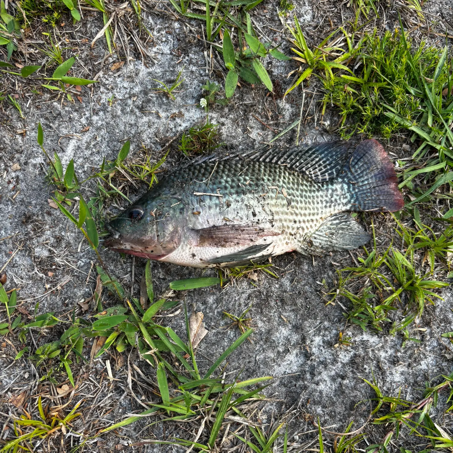 The most recent Blue tilapia catches on Fishbrain