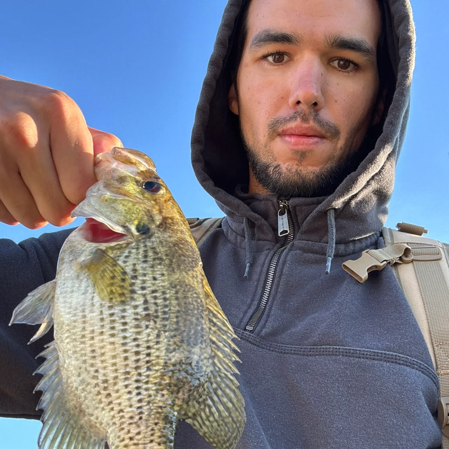 Rock bass caught on Fishbrain