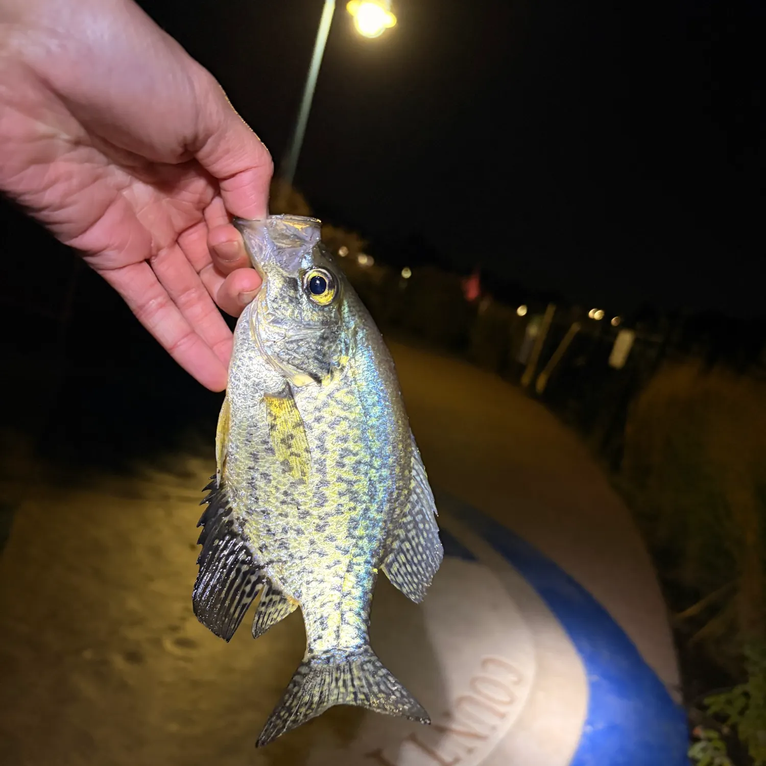 Black crappie caught on Fishbrain