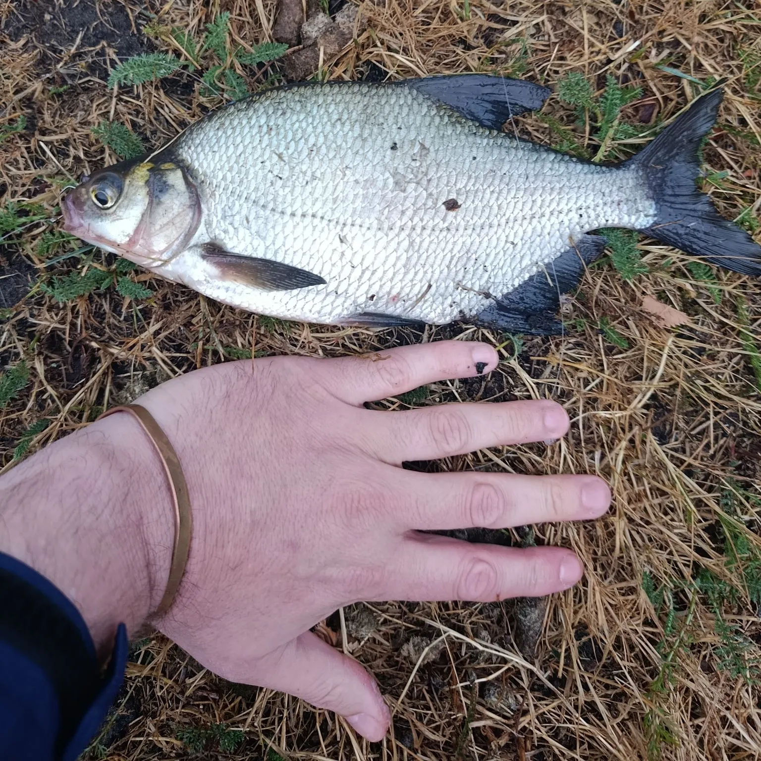 Common bream caught on Fishbrain