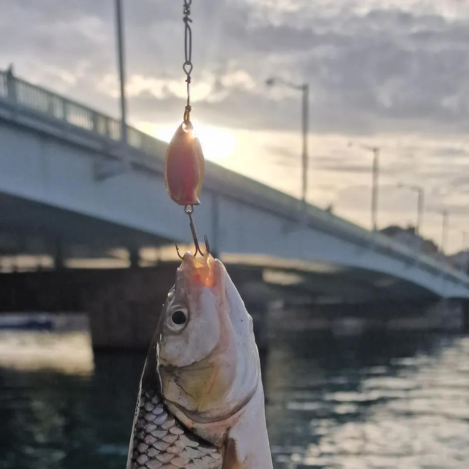 The most recent Common roach catches on Fishbrain