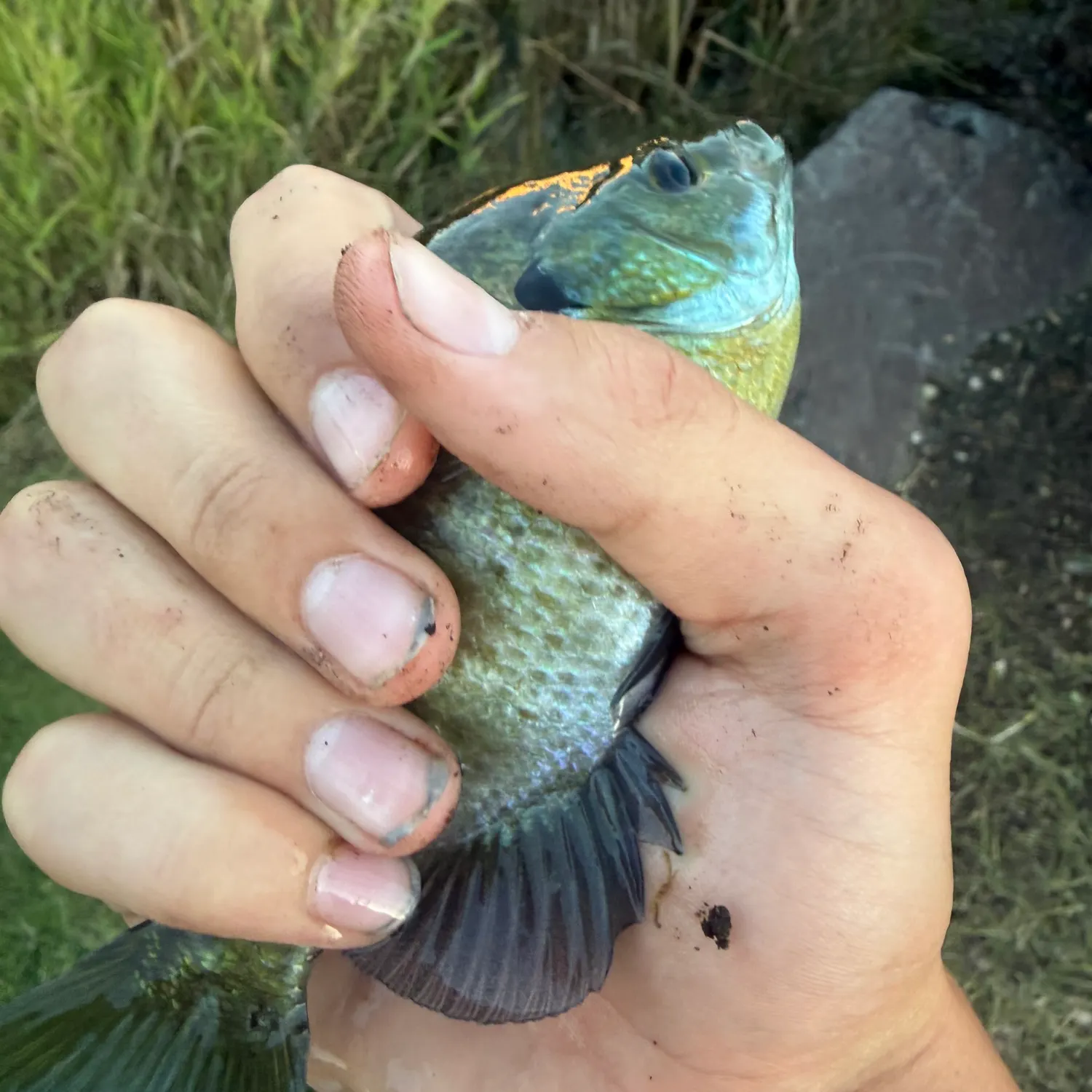 Bluegill caught on Fishbrain