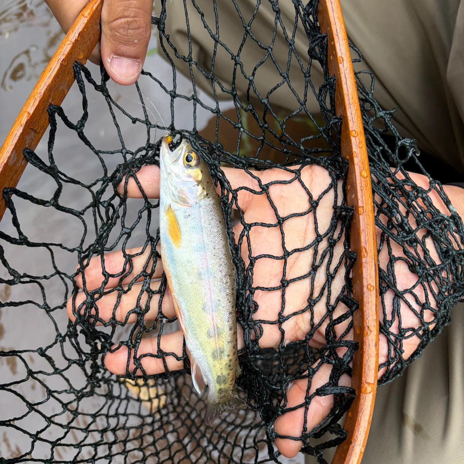 Rainbow trout caught on Fishbrain