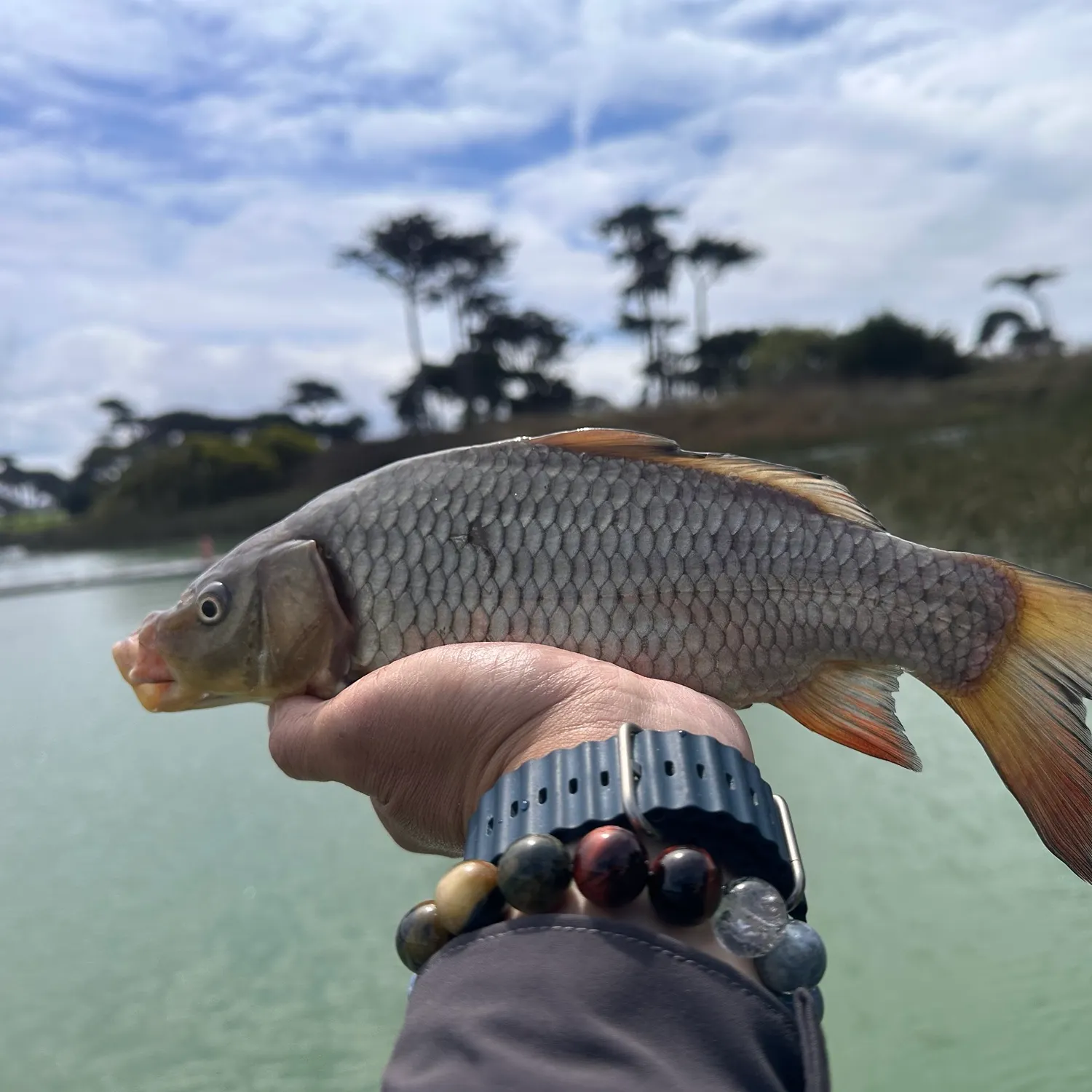 Common carp caught on Fishbrain