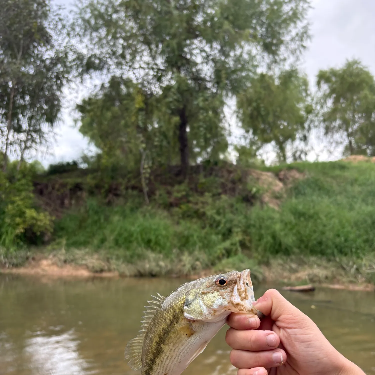 Spotted bass caught on Fishbrain